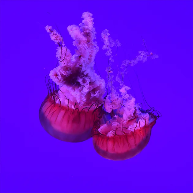 静观体育